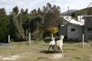 Lamas in Quilatoa
