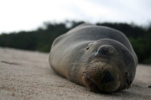 Robbe auf den Galapagos-Inseln