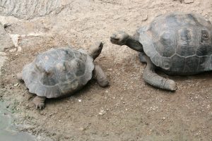 Riesenschildkröten auf den Galápagos-Inseln